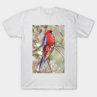 Crimson Rosella 01 T-Shirt